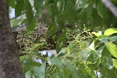 Vitex peduncularis